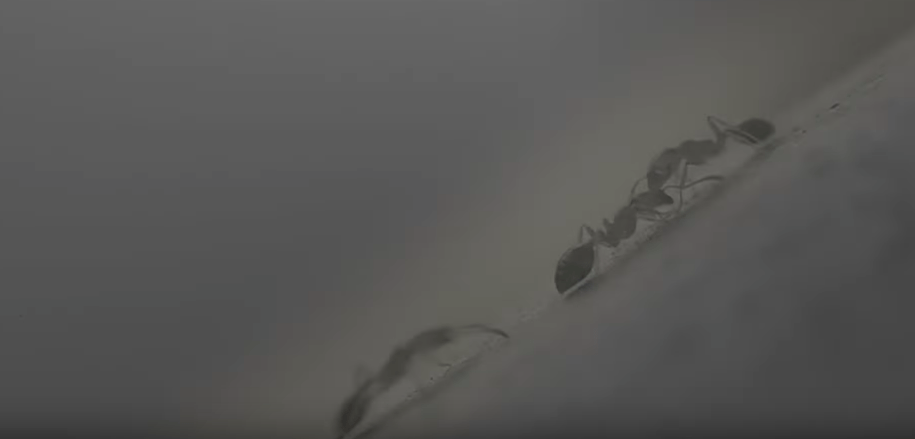 the ants tv series koombiyo