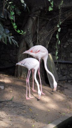 flamingo bird sri lanka