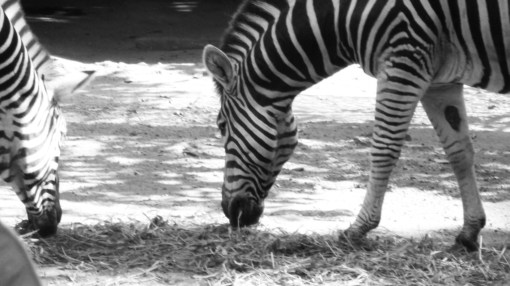 colombo zoological gardens